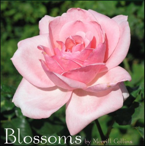 Merrill Collins/Blossoms