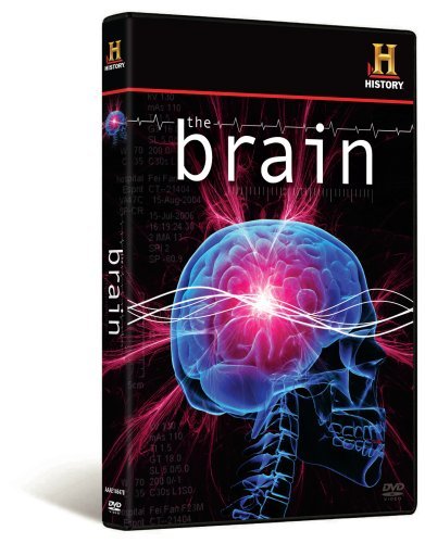 Brain/Brain@Nr
