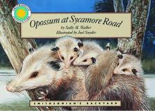 Sally Walker Opossum At Sycamore Road 