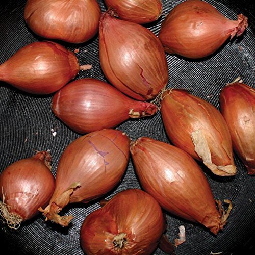 Ty Segall/Fried Shallots