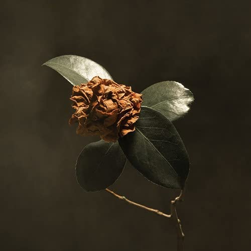 St Paul & The Broken Bones/Young Sick Camellia (Mixed Root Beer Brown Vinyl)@Indie Exclusive