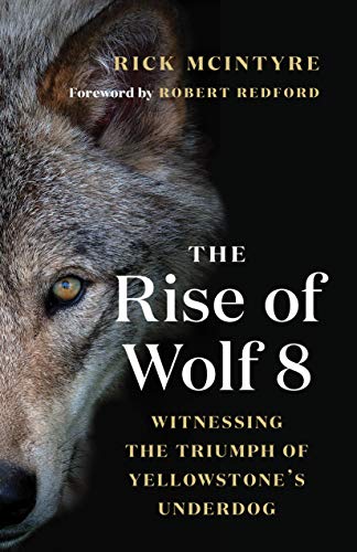 Rick Mcintyre The Rise Of Wolf 8 Witnessing The Triumph Of Yellowstone's Underdog 
