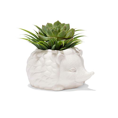 Ceramic Planter/Prickles The Hedgehog