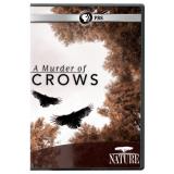 Nature Murder Of Crows Nr 