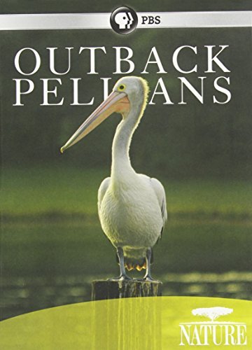 Outback Pelicans/Nature@Ws@Nr