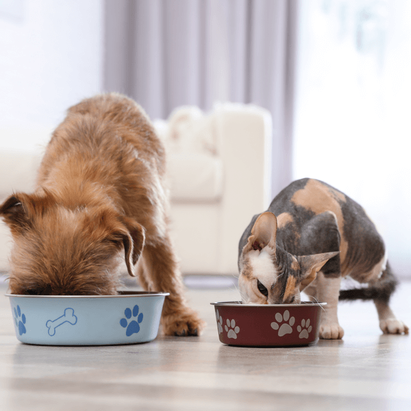 Make a Change small dog and cat beside each other eating out of bowls