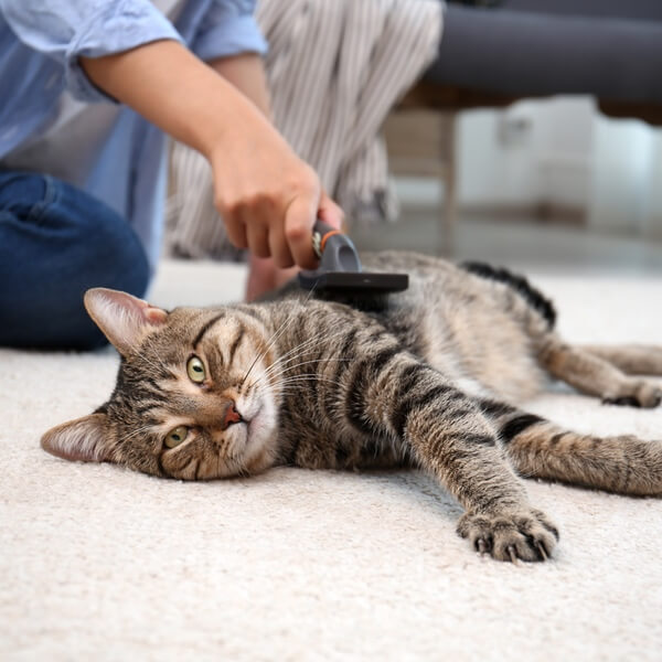 Woman brushing content short haired cat lying on floor