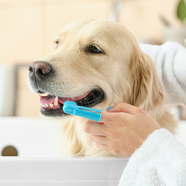 Brush it Off brushing dog's teeth
