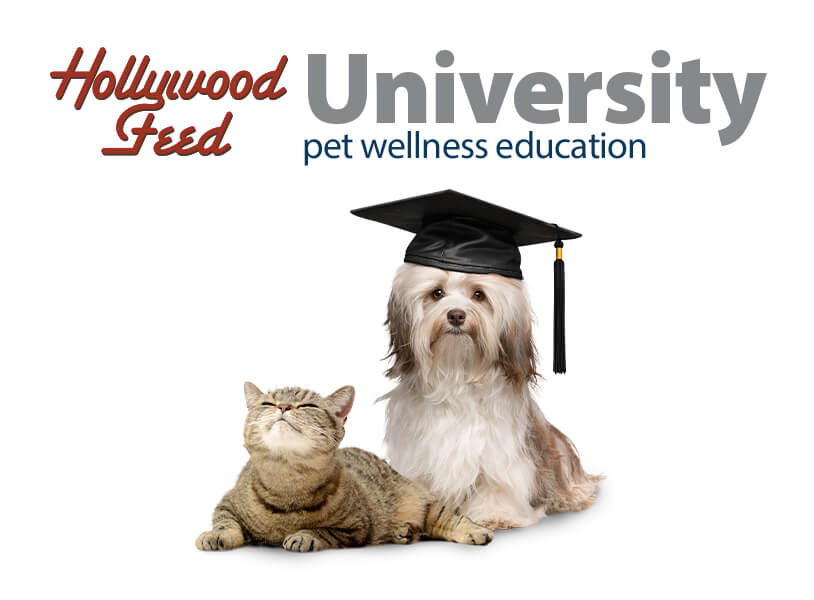Hollywood Feed University
