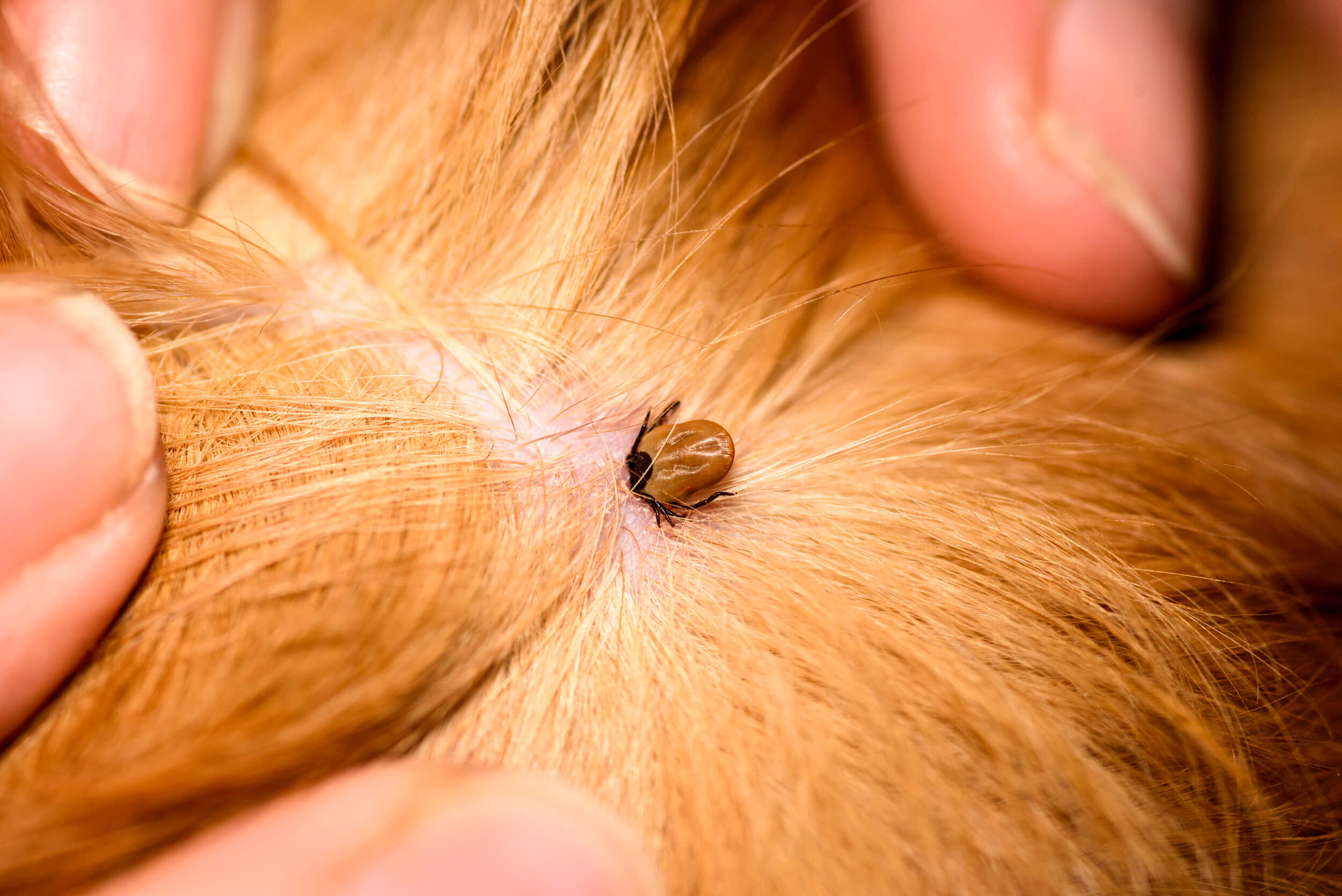 Ingestible Flea Treatment for Dogs and cats