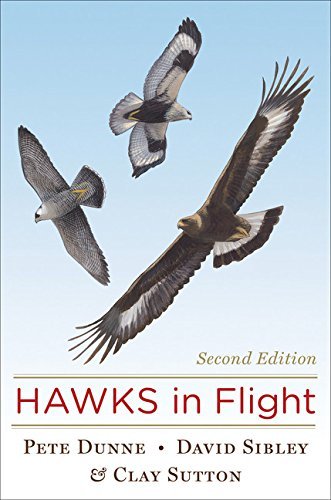 David Sibley/Hawks in Flight@0002 EDITION;