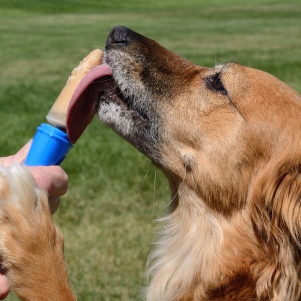 Long-haired dog with paw on owner's hand enjoying licking a homemade popsicle