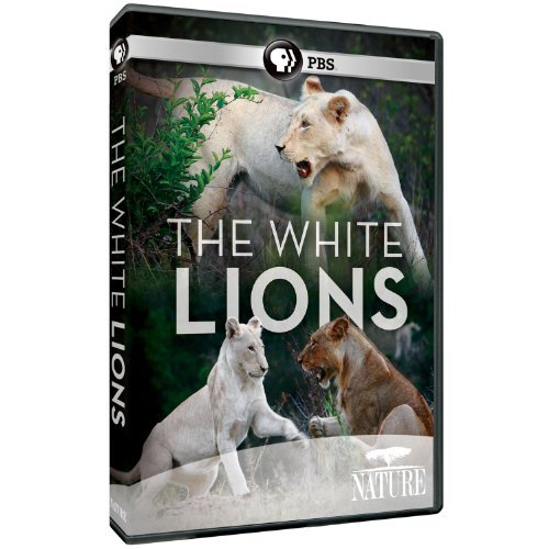 White Lions/Nature@Nr