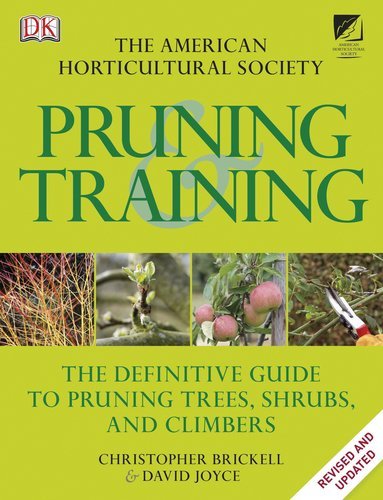 Dk Pruning & Training 