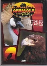 Animals In The Wild Birds In The Wild 