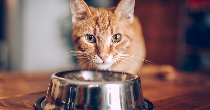 Cat eating Food in silver bowl