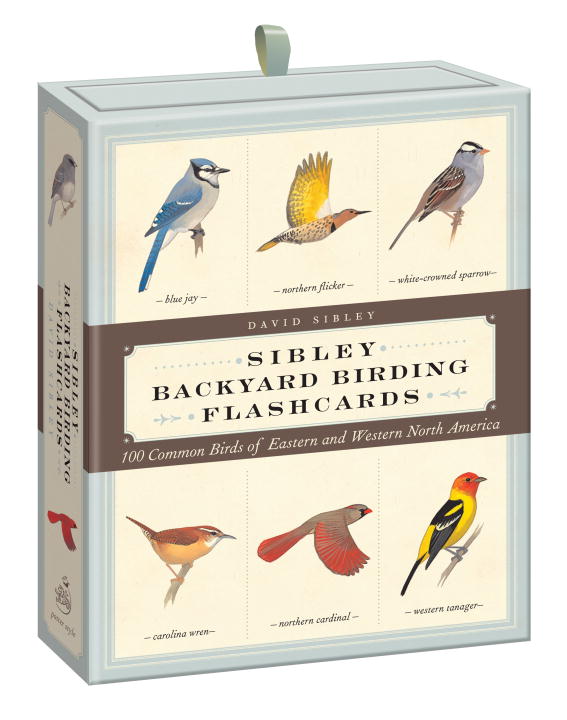 David Allen Sibley Sibley Backyard Birding Flashcards 100 Common Birds Of Eastern And Western North Ame 