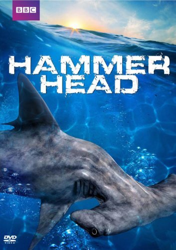 Hammerhead/Hammerhead@Nr