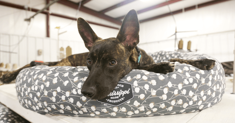 dog Beds and dog Blankets