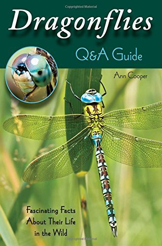 Ann Cooper Dragonflies Q&a Guide Fascinating Facts About Their Life In 