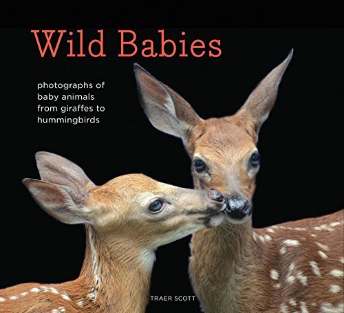 Traer Scott/Wild Babies@Photographs of Baby Animals from Giraffes to Hummingbirds