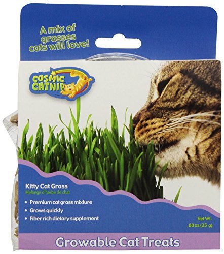 OurPets Cat Nip - Cosmic Kitty Cat Grass
