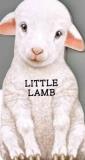 L. Rigo Little Lamb 