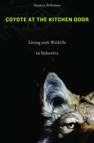 Stephen Destefano Coyote At The Kitchen Door Living With Wildlife In Suburbia 