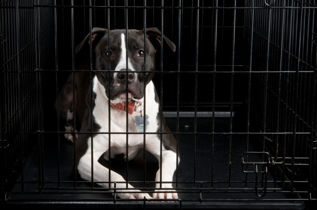 Teach Your Dog To Wait Before Exiting The Crate