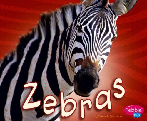 Catherine Ipcizade Zebras 