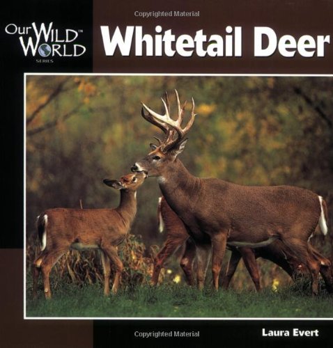 Laura Evert/Whitetail Deer