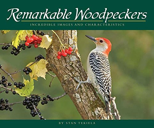 Stan Tekiela Remarkable Woodpeckers Incredible Images And Characteristics 