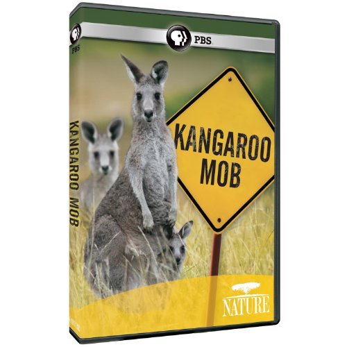 Kangaroo Mob/Nature@Nr