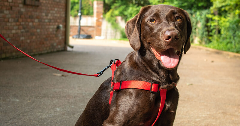 Collars and Leashes: Chocolate lab with red harness and leash