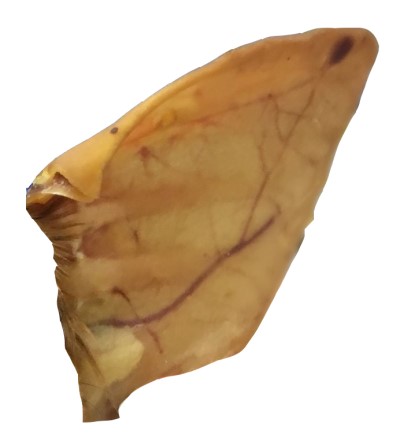 Made In South America Dog Chew - Pig Ear - Each