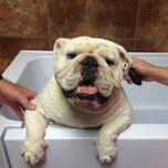 Dog Grooming Tips: Bathe Dog As Little As Possible