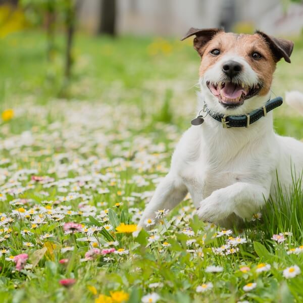 Happy Jack Russell terrier jumping in a field of flowers