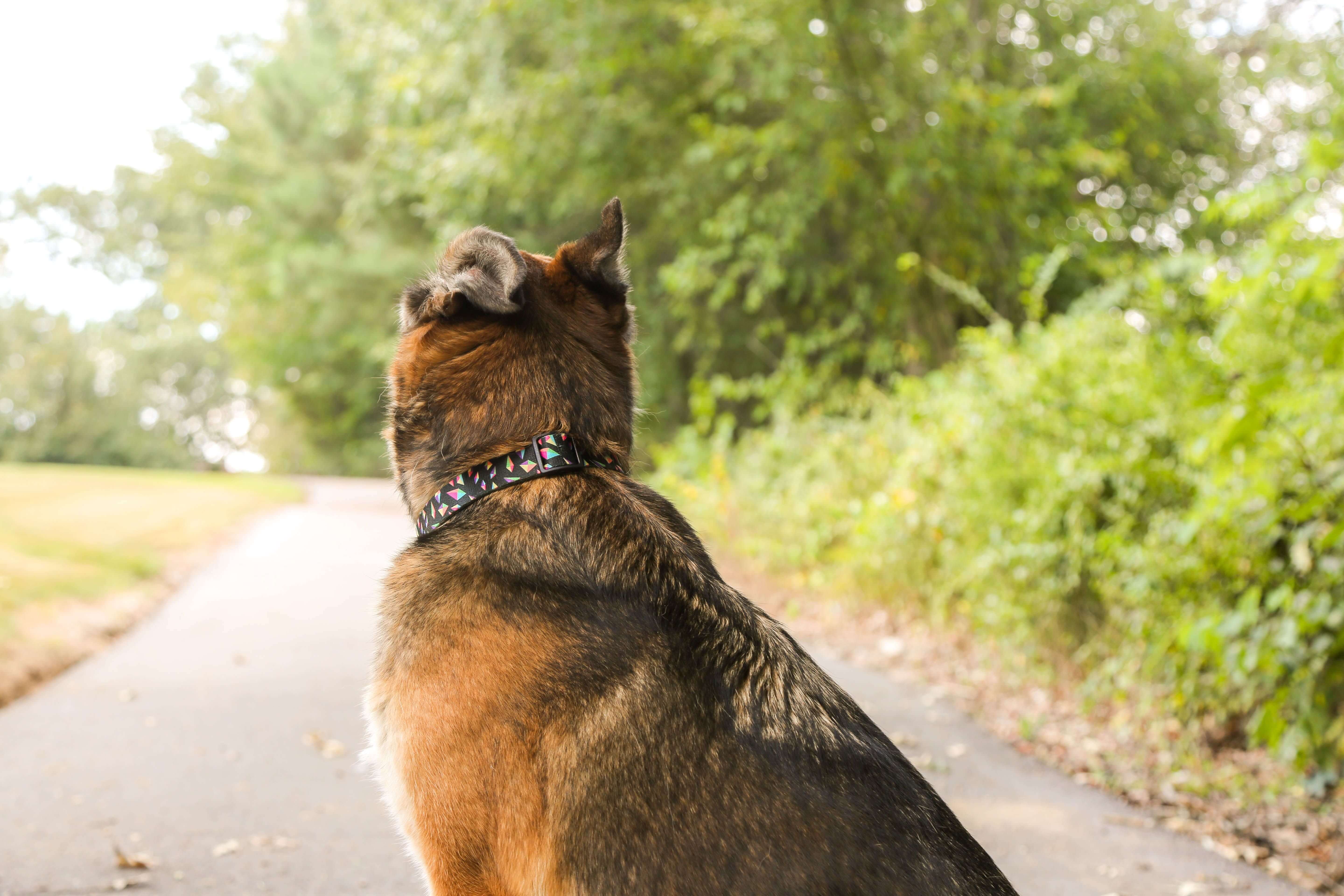 Dog wearing hollywood feed ohio made nylon dog collar - colored diamonds