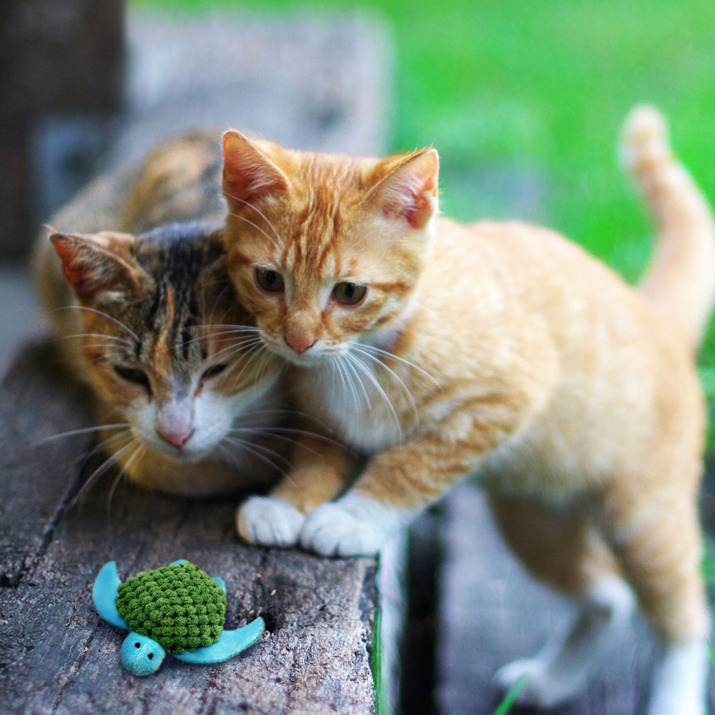 Kittens playing with kong refillables turtle with catnip