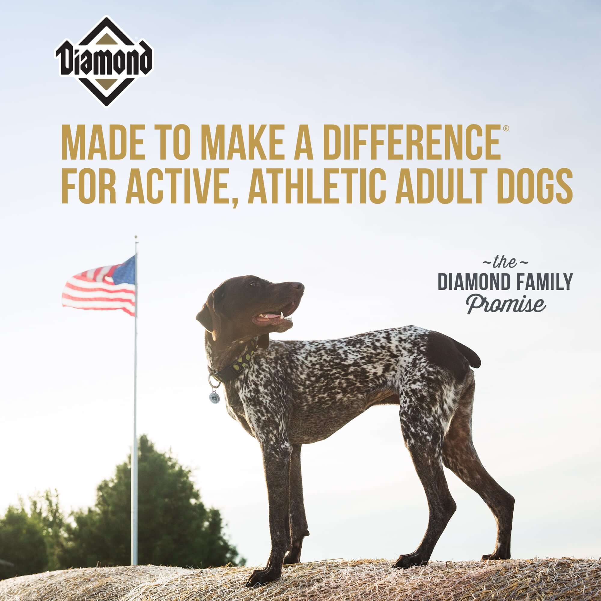 Diamond Made to make a difference for highly active sporting dogs