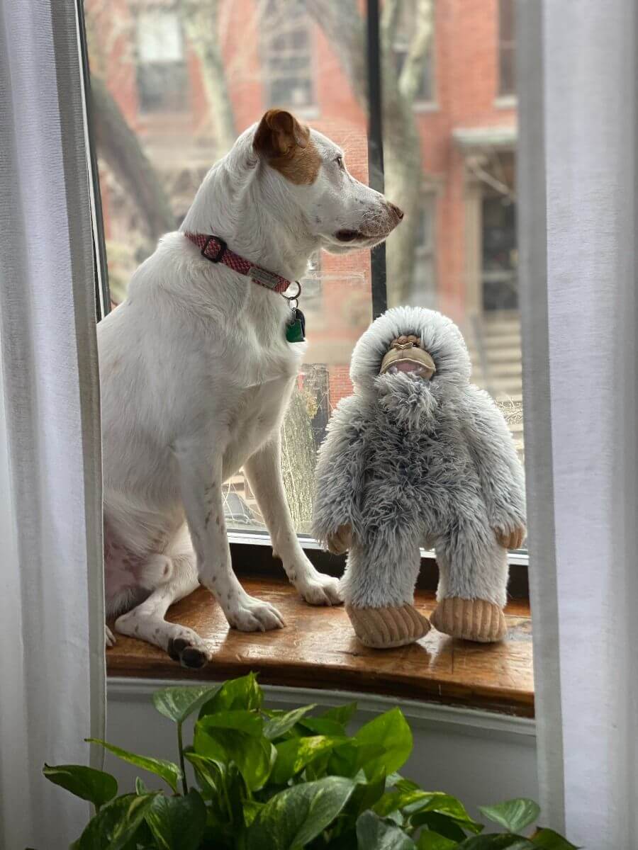Dog looking out the window with tall tails yeti