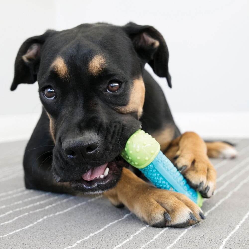 Dog chewing on kong corestrength bone