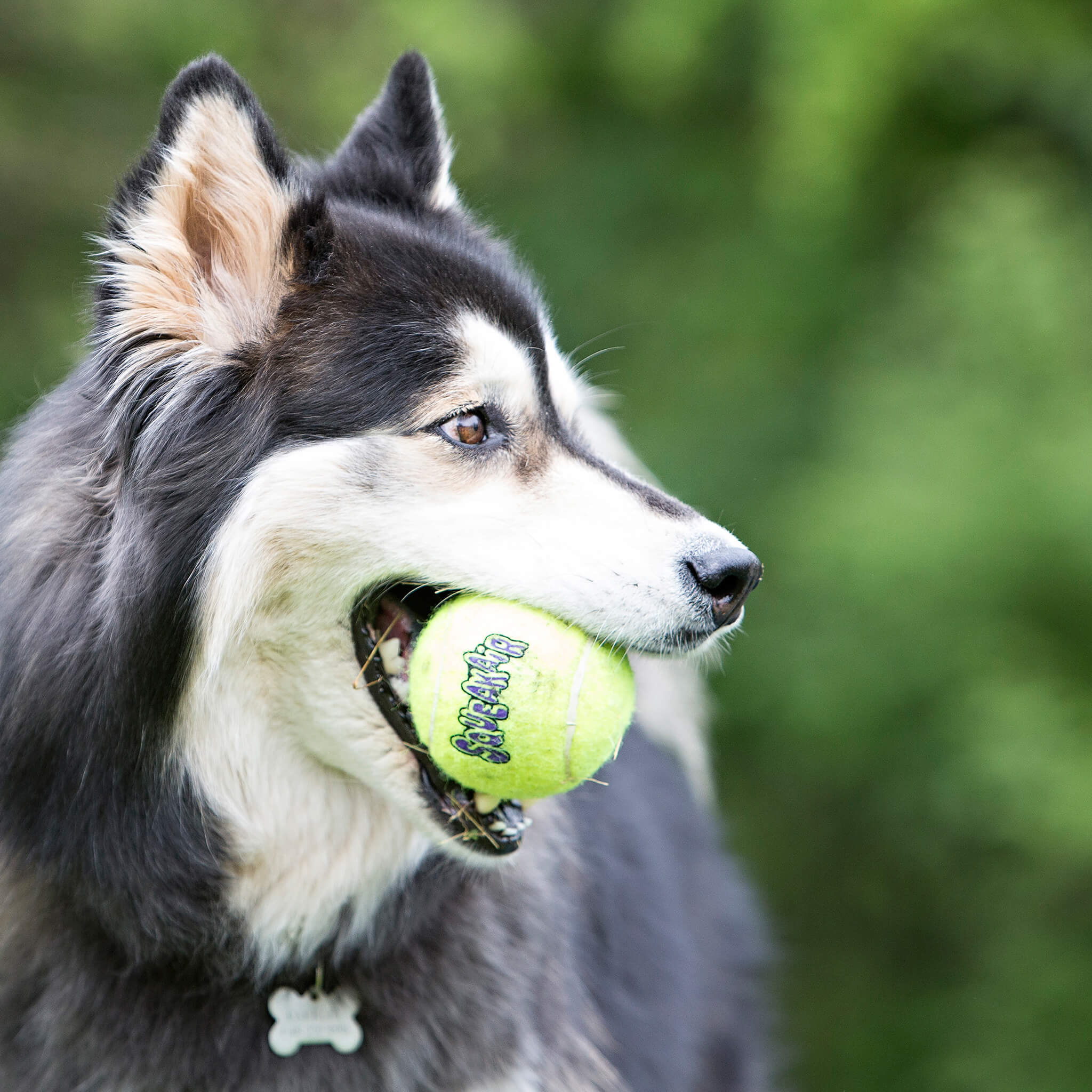 KONG - Dog Toy - SqueakAir® Balls