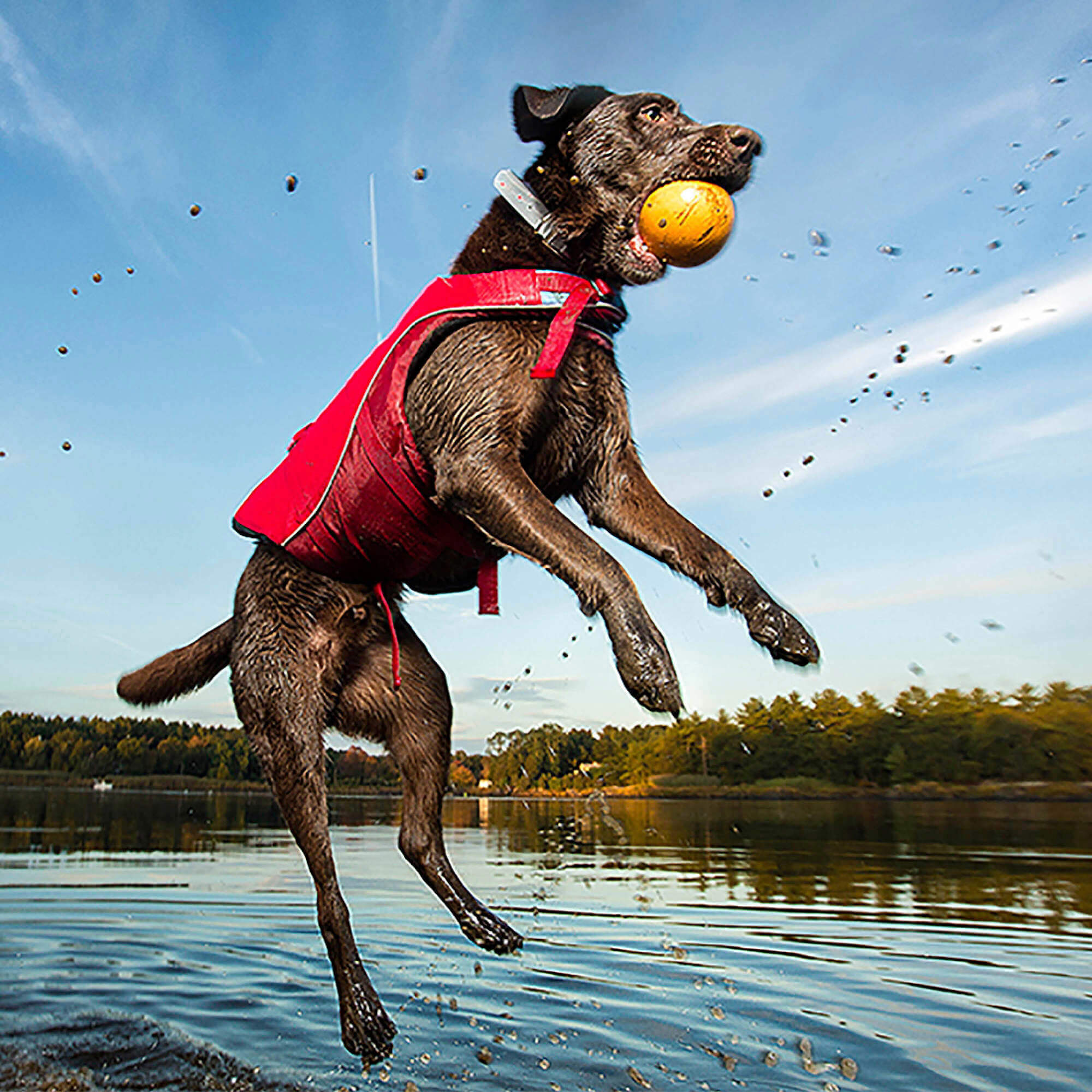 Dog catching a ball outside wearing the kurgo surf n turf dog life jacket