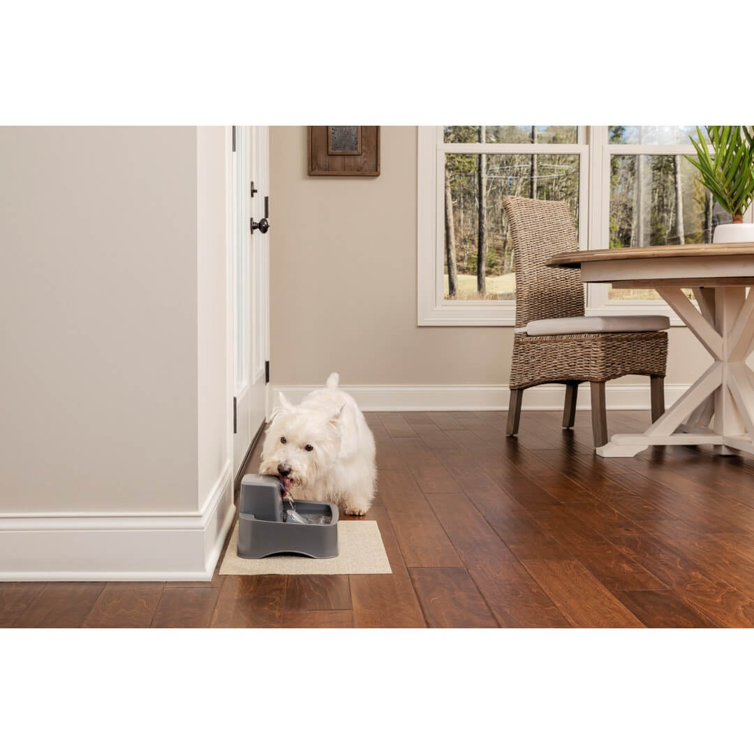 Dog drinking from drinkwell pet fountain on dining room floor