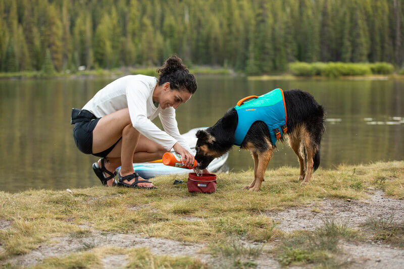 Dog outside wearing dog life jacket receiving water from woman