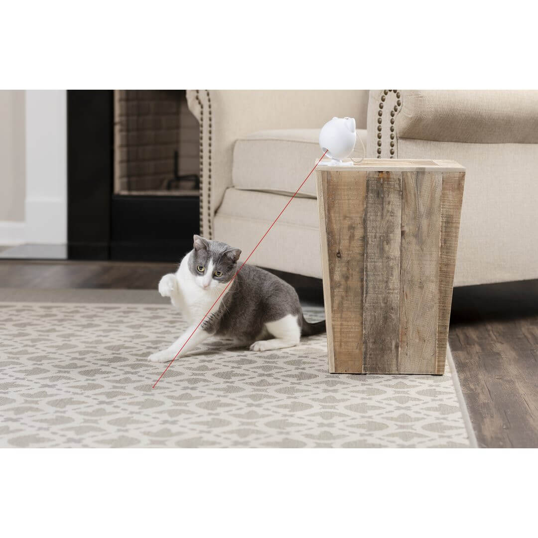 Cat playing with petsafe dancing dot laser cat toy