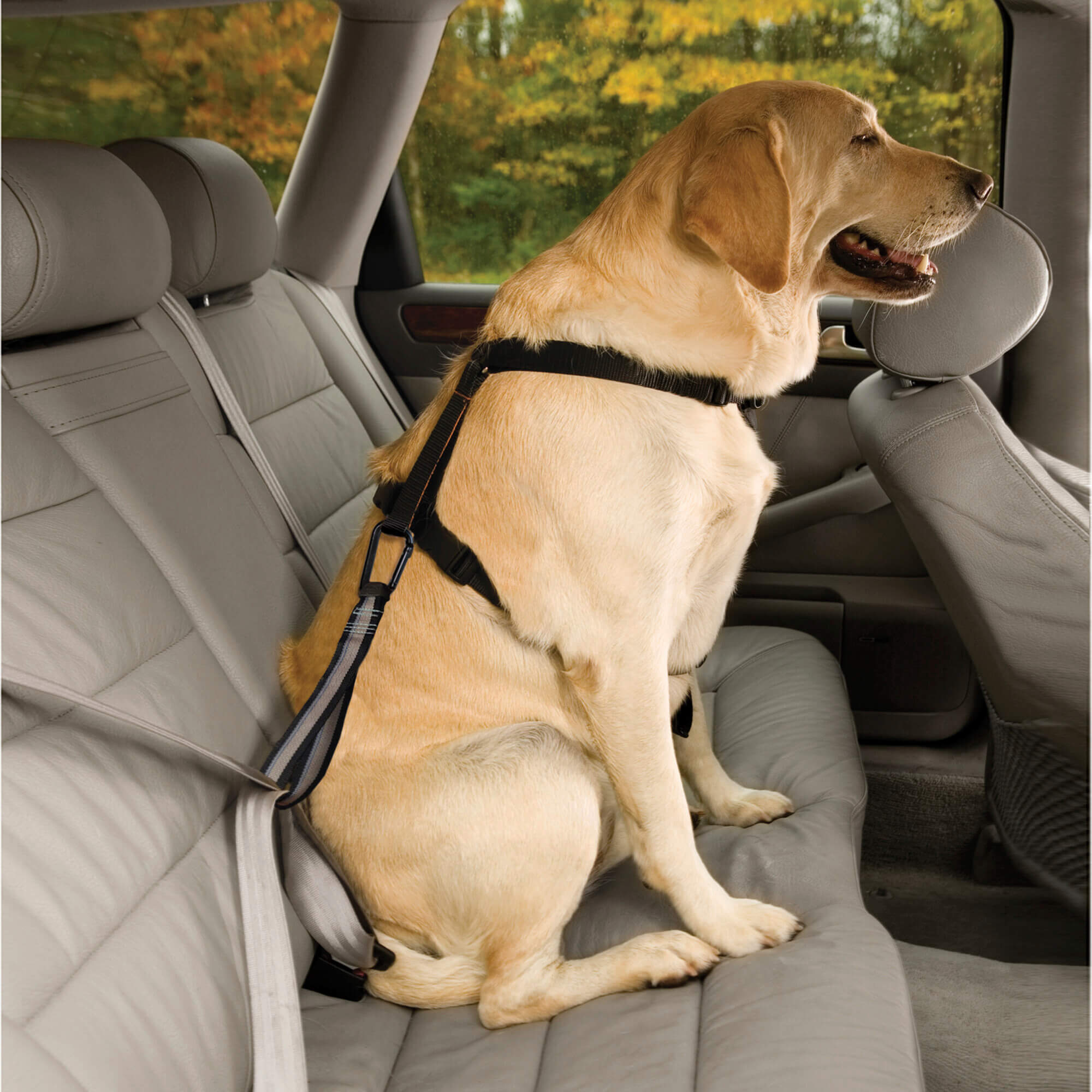 Dog wearing a harness in the backseat with kurgo seat belt loop