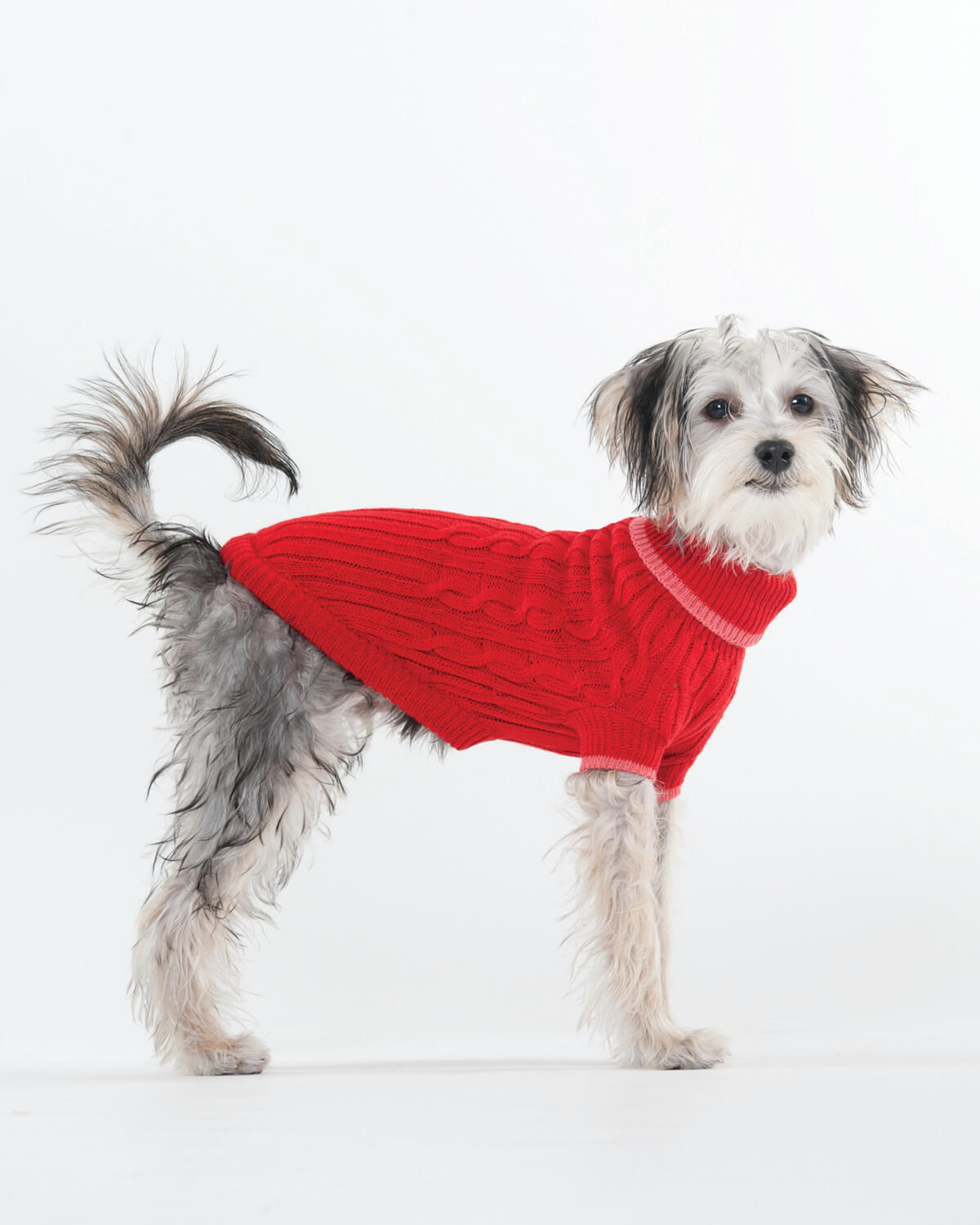 Dog posing in fashion pet dog sweater - red cableknit