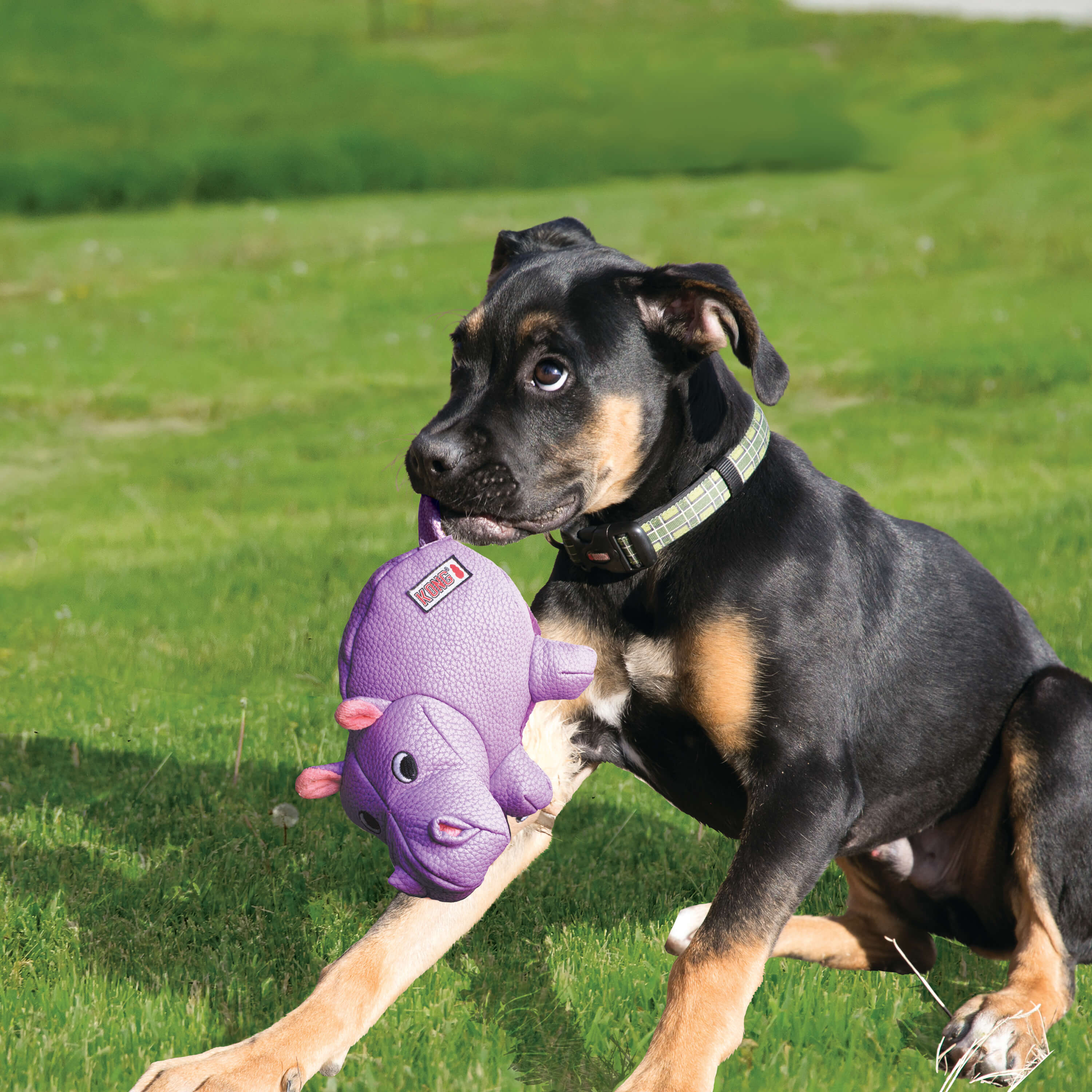 Dog playing with kong phatz hippo
